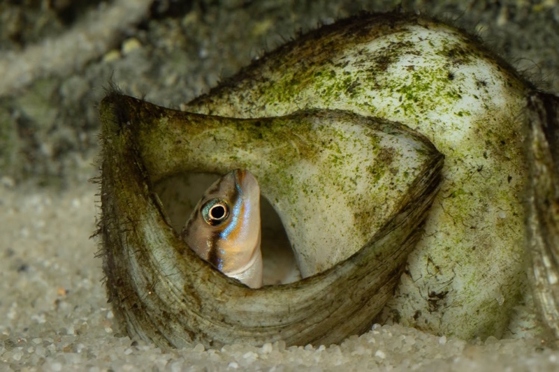 Telmatochromis bifrenatus 'Maswa'